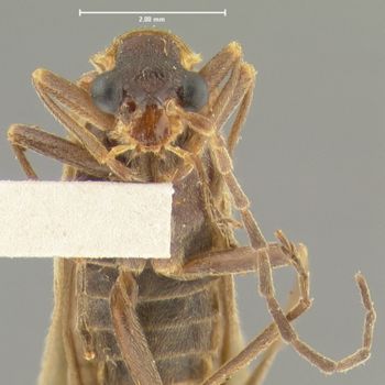 Media type: image;   Entomology 24178 Aspect: head frontal view
